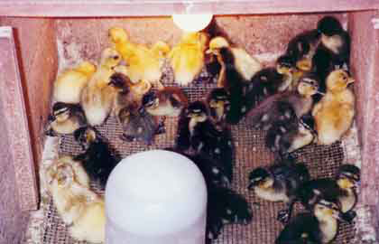 Dayold ducklings